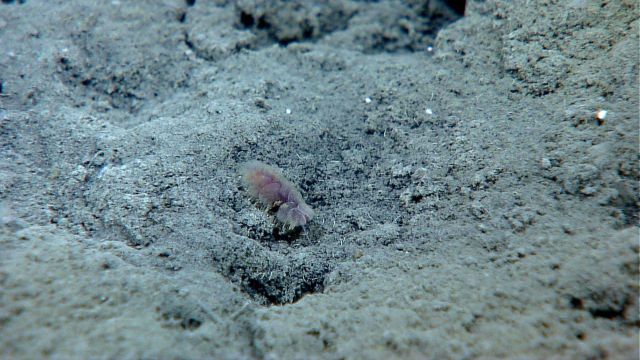 Scale worm Picture