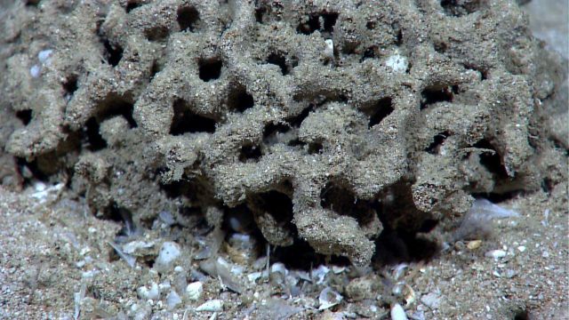 A xenophyophore? Picture