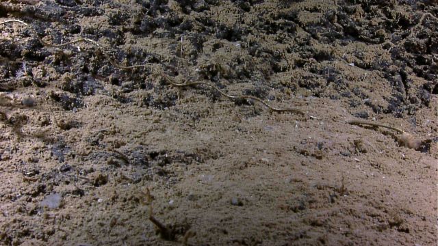 Horizontal whip coral? Base appears attached on right side of image. Picture