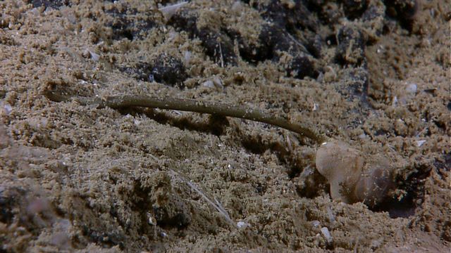 Base of whip coral? in image expl7164. Picture