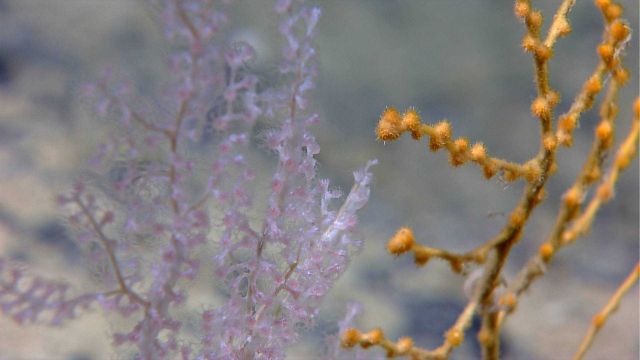 Delicate pinkish white octocoral with yellow coral or perhaps colonizing zoanthids with bristly appearance. Picture