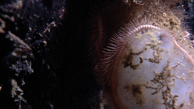 Sponge with encirling brittle star Picture