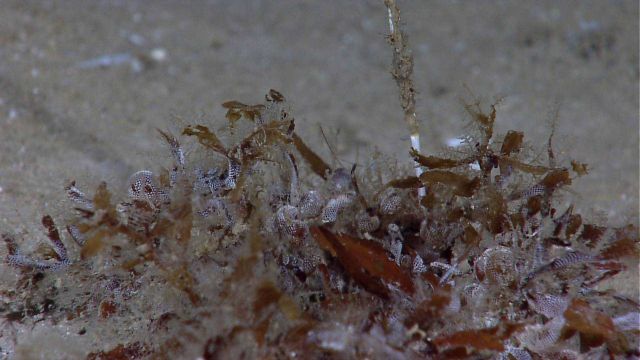 Sargassum weed fall Picture