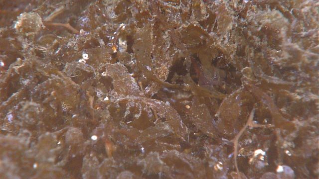 Sargassum weed fall Picture