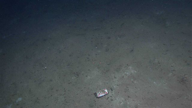 The king of beers at the bottom of the sea - marine debris Picture