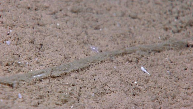 Marine debris - appears to be plastic cord of some sort. Picture