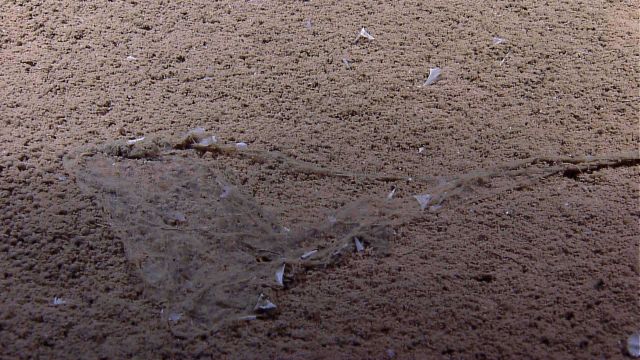 Marine debris - plastic bag with cord? Picture