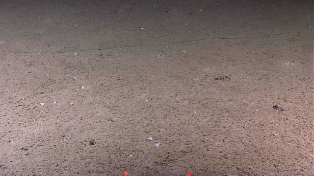 Marine debris - monofilament fishing line? Picture