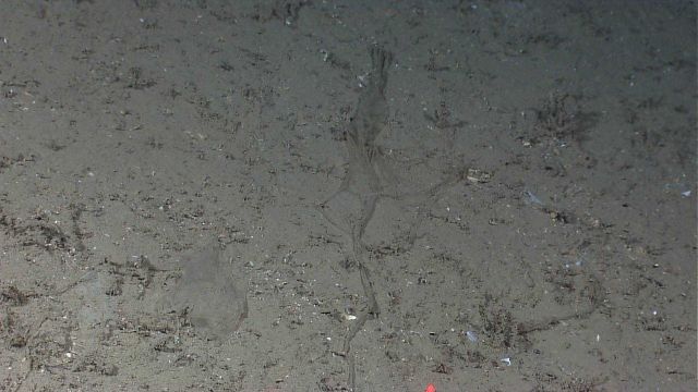 Marine debris - plastic remnants? Picture