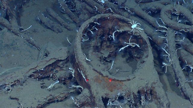 Marine debris - rusting iron cable and artifacts with squat lobsters and tube worms. Picture