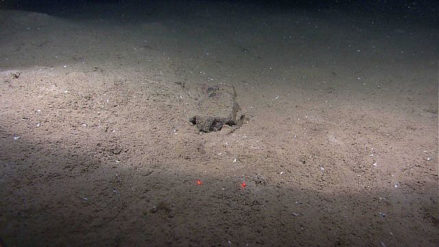 Marine debris - appears to be sediment covered blanket Picture