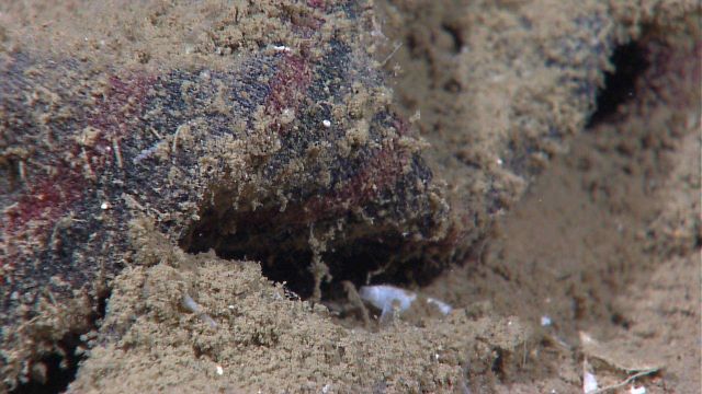 Marine debris - appears to be sediment covered blanket. Picture