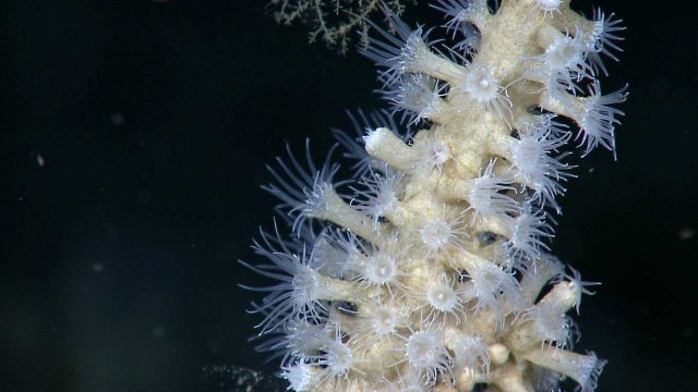 White zooanthids Picture