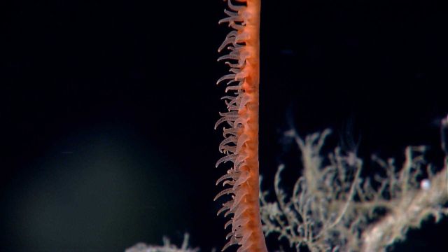 Closeup of polyps of orange antipatharia whip coral (black coral) Picture