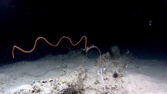 Large orange antipatharia whip coral (black coral) Picture