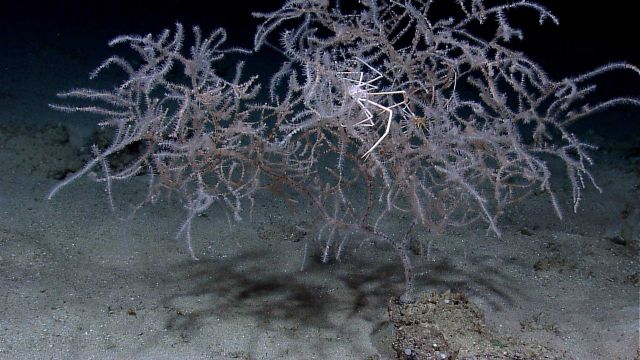 Large antipatharia coral bush with white polyps and large white squat lobster. Picture