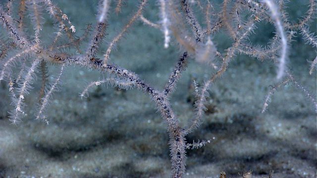 Beautiful white polyps on antipatharia coral bush (black coral) Picture