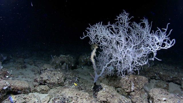 Beautiful white polyps on antipatharia coral bush (black coral); note zooanthids colonizing dead branch to left Picture