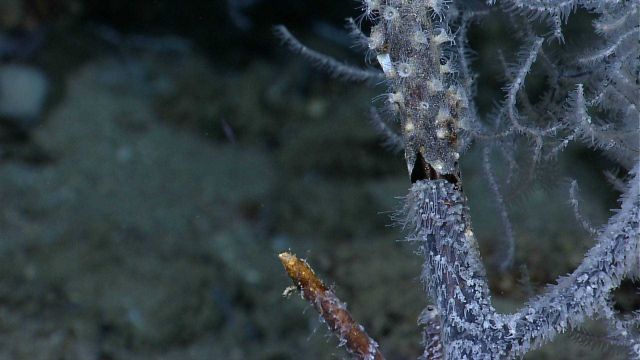 Black coral bush with white polyps and colonized by small white zoanthids on large branch above crack. Picture