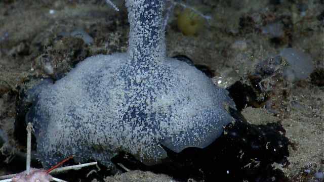 The base of an antipatharia coral (black coral) Picture