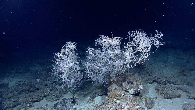 A large antipatharia coral (black coral) with white polyps on a rock and sand substrate. Picture