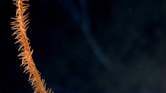 Polyps of orange antipatharia whip coral Picture