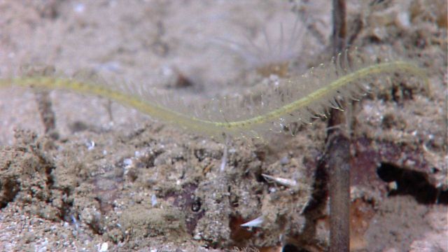 Yellow antipatharia whip coral Picture