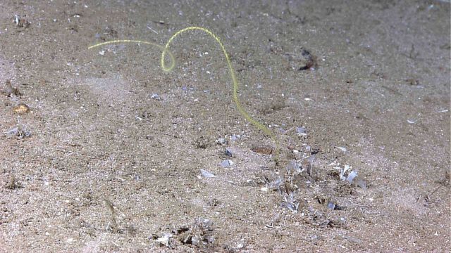 Yellow antipatharia whip coral Picture