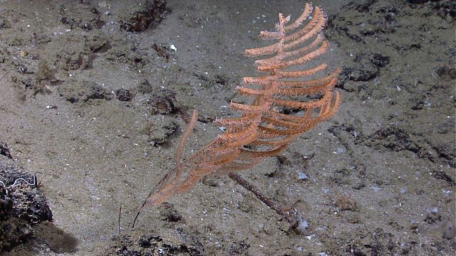 An orange antipatharia coral (black coral) Picture