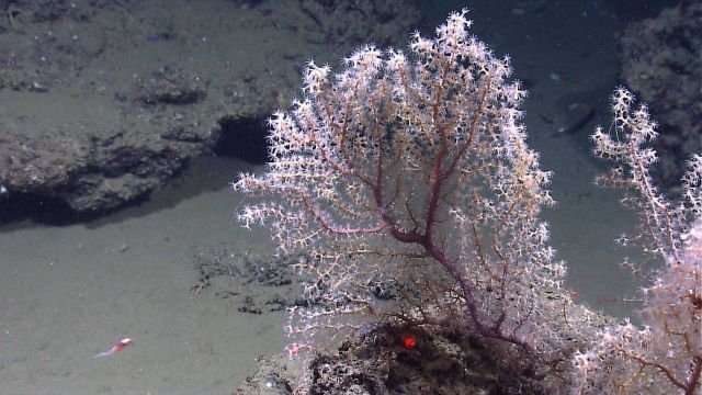 Beautiful purple and yellow octocoral bush with white polyps extended. Picture