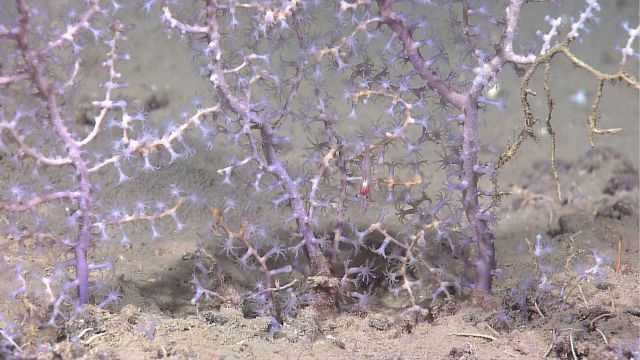 Purple and white octocoral with polyps extended Picture