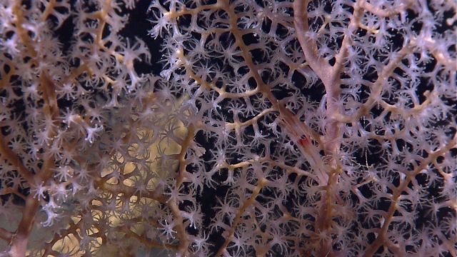 A delicate octocoral with a red shrimp. Picture