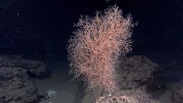 Chrysogorgia coral with some shrimp and a herd of squat lobsters at its base. Picture