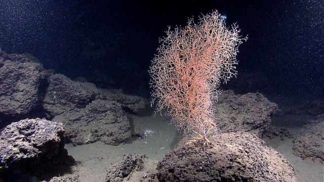 Chrysogorgia coral on a rock outcrop. Picture