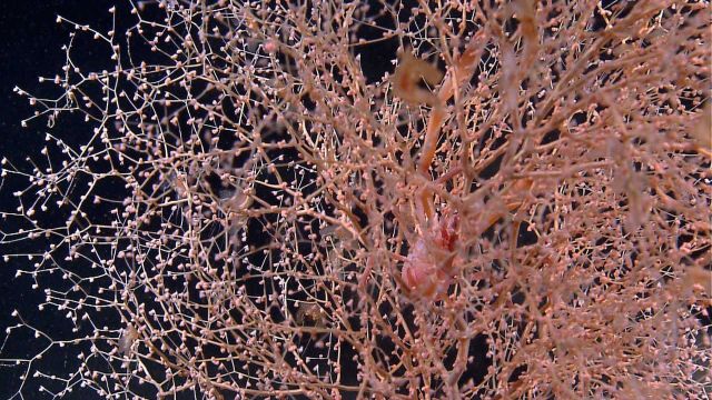 Chrysogorgia coral with squat lobster Picture