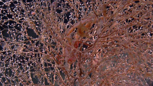 Chrysogorgia coral with squat lobster Picture