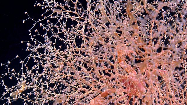 Chrysogorgia coral with squat lobster Picture