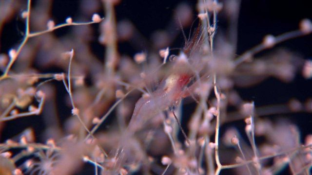 Chrysogorgia coral with shrimp Picture