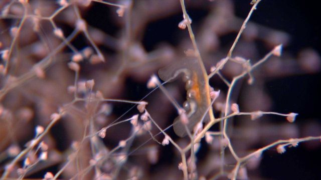 Chrysogorgia coral with siphonophore Picture