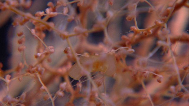 Chrysogorgia coral with siphonophore Picture