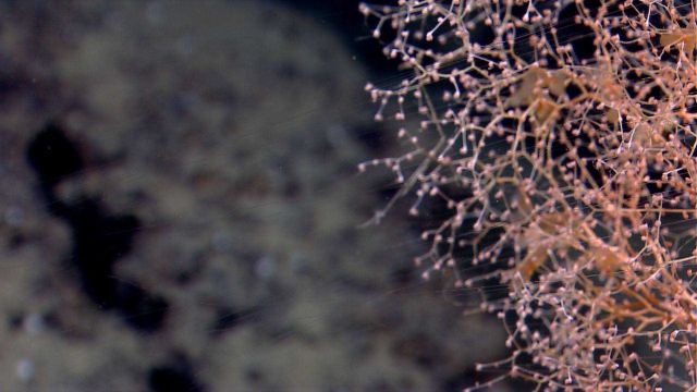 Chrysogorgia coral with siphonophore Picture