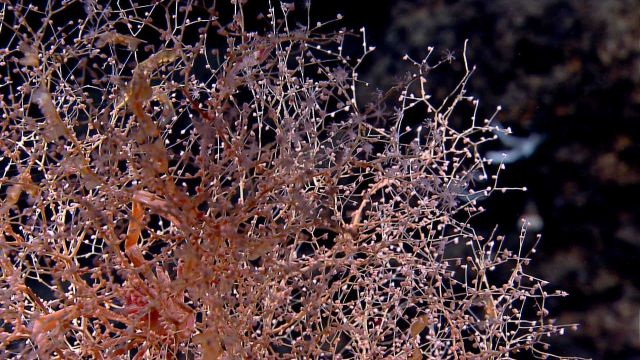 Chrysogorgia coral with siphonophore and squat lobster. Picture