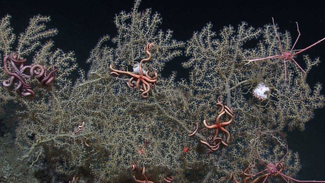 Yellowish-white octocoral bush with brittle stars and squat lobsters. Picture