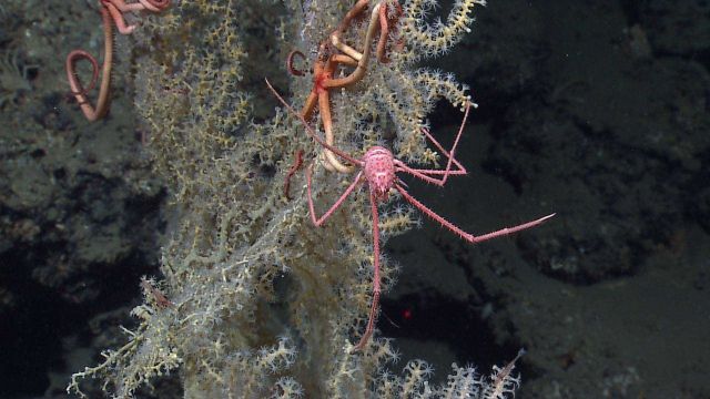 Yellowish-white octocoral bush with brittle stars and squat lobster. Picture