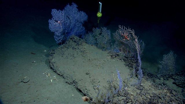 Deepwater Horizon study site with purple coral bushes (is this natural or function of hydrocarbons in water column?) Picture
