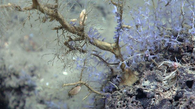 Dead coral bush with large barnacles and delicate white octocoral. Picture