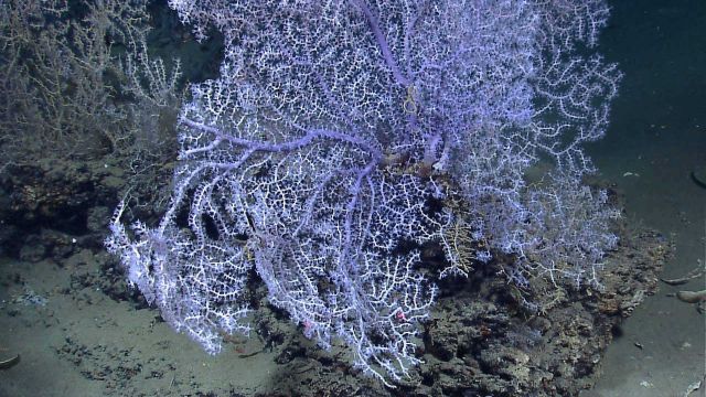Large purple white coral bush in vicinity of Deepwater Horizon oil spill. Picture