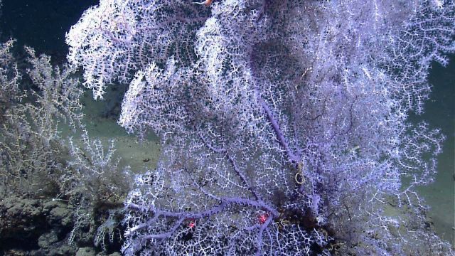 Large purple white octocoral bush in vicinity of Deepwater Horizon oil spill. Picture