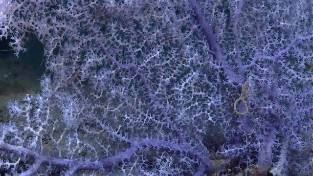 Large purple white octocoral bush in vicinity of Deepwater Horizon oil spill. Picture