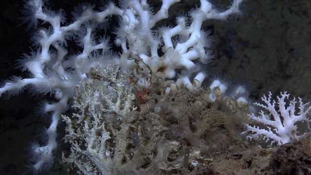 Lophelia pertusa coral in the background with polyps extended and smaller white stylaster corals in the foreground. Picture